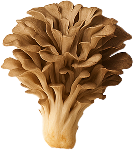 Maitake